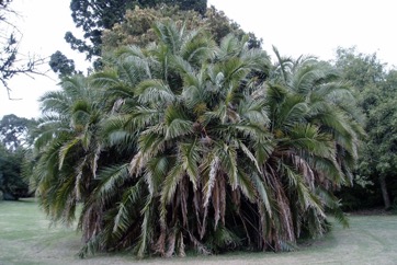 Senegal date palm