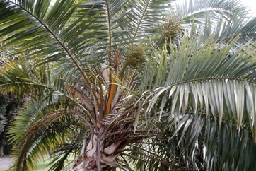 Senegal date palm
