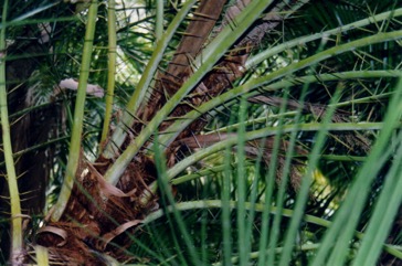 Senegal date palm
