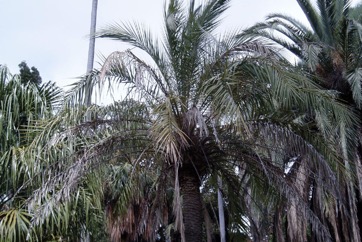 India Date, Silver date palm