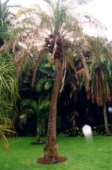 India Date, Silver date palm