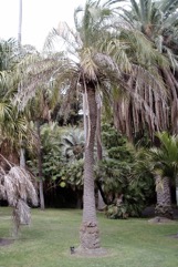 India Date, Silver date palm