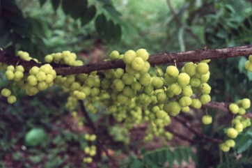 Grosella, Otaheite gooseberry