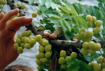 Grosella, Otaheite gooseberry