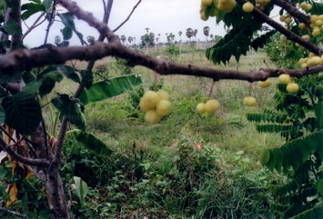 Grosella, Otaheite gooseberry