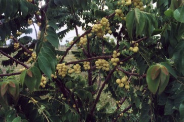 Grosella, Otaheite gooseberry
