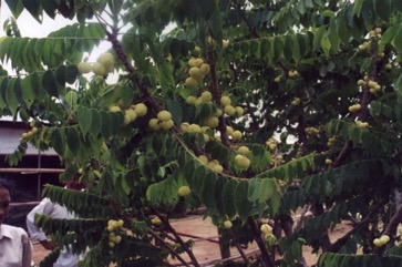Grosella, Otaheite gooseberry