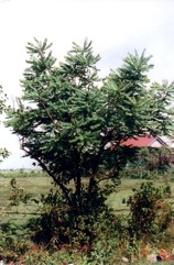 Emblic, Myrobalan