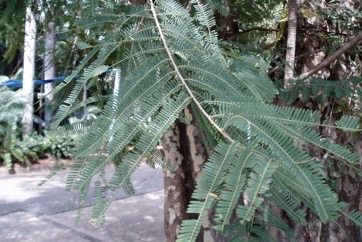 Emblic, Myrobalan