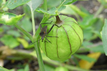 Tomatillo