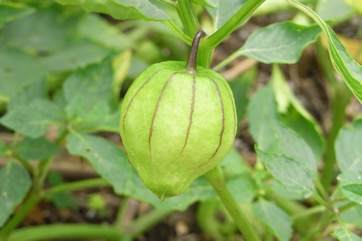 Tomatillo