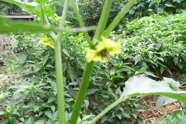 Tomatillo