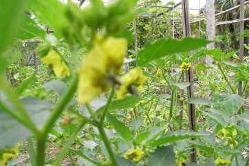 Tomatillo