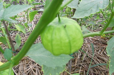 Tomatillo