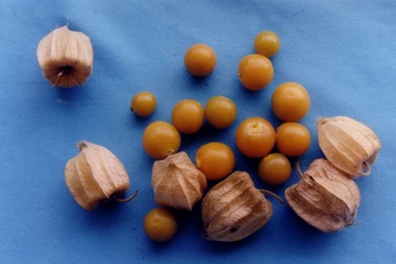 Cape gooseberry