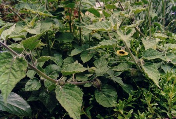 Cape gooseberry