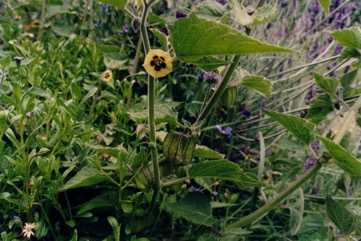 Cape gooseberry