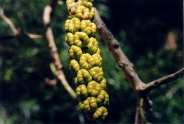Ombu tree