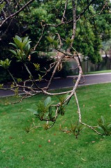Ombu tree