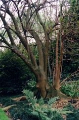 Ombu tree