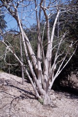 Ombu tree