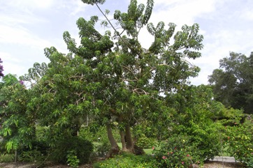 Ombu tree