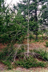 Norway spruce, Common spruce