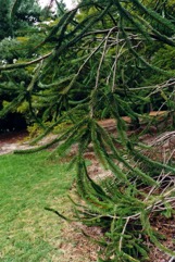 Norway spruce, Common spruce