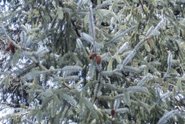 Sitka spruce, Coast spruce, Tideland spruce, Alaska spruce