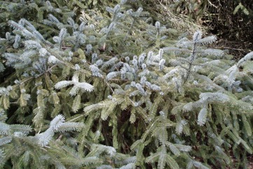 Sitka spruce, Coast spruce, Tideland spruce, Alaska spruce