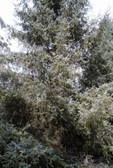 Sitka spruce, Coast spruce, Tideland spruce, Alaska spruce