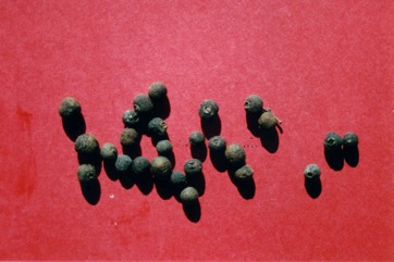 Allspice Tree, Pimento