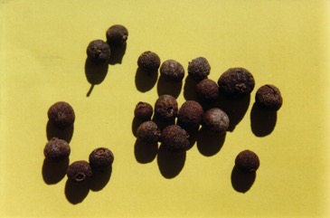 Allspice Tree, Pimento