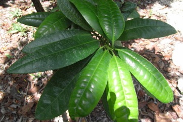 Allspice Tree, Pimento