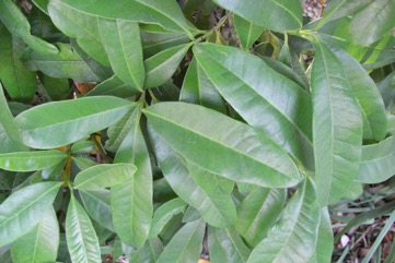 Allspice Tree, Pimento