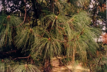 Beach Pine, Lodge Pole Pine, Shore Pine
