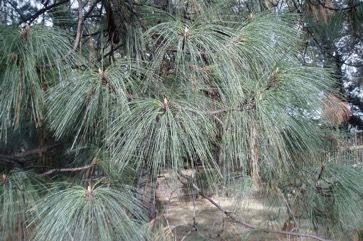 Beach Pine, Lodge Pole Pine, Shore Pine