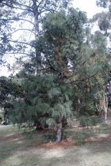 Beach Pine, Lodge Pole Pine, Shore Pine