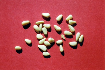 Roman Pine, Stone Pine