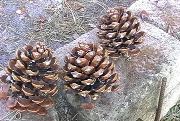 Roman Pine, Stone Pine