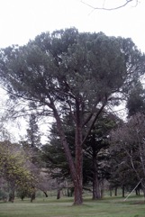 Roman Pine, Stone Pine