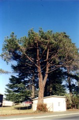 Roman Pine, Stone Pine