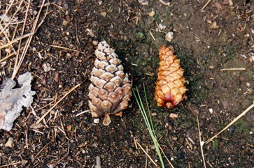 Ponderosa Pine