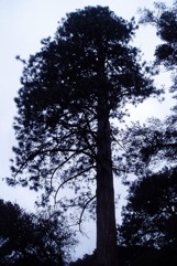 Ponderosa Pine