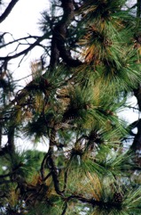 Ponderosa Pine
