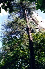 White Pine, Eastern White Pine