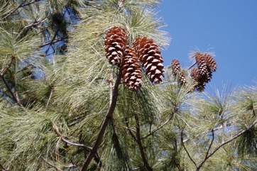 Himalayan blue pine, Bhutan pine, Blue Pine, Himalayan Pine, Qiao song, Kail, Yiro, Kaiar, Lim, Raisalla, Lamshing, Byans, Cheel, Dolchilla, Neet-kung, Tongschi, Lamshing