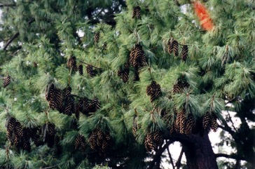 Himalayan blue pine, Bhutan pine, Blue Pine, Himalayan Pine, Qiao song, Kail, Yiro, Kaiar, Lim, Raisalla, Lamshing, Byans, Cheel, Dolchilla, Neet-kung, Tongschi, Lamshing