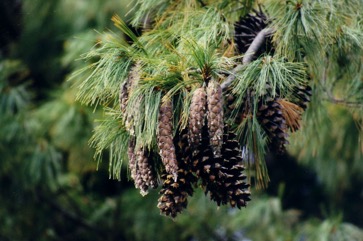 Himalayan blue pine, Bhutan pine, Blue Pine, Himalayan Pine, Qiao song, Kail, Yiro, Kaiar, Lim, Raisalla, Lamshing, Byans, Cheel, Dolchilla, Neet-kung, Tongschi, Lamshing