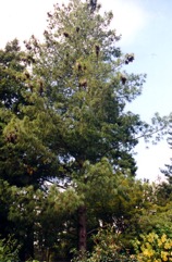 Himalayan blue pine, Bhutan pine, Blue Pine, Himalayan Pine, Qiao song, Kail, Yiro, Kaiar, Lim, Raisalla, Lamshing, Byans, Cheel, Dolchilla, Neet-kung, Tongschi, Lamshing
